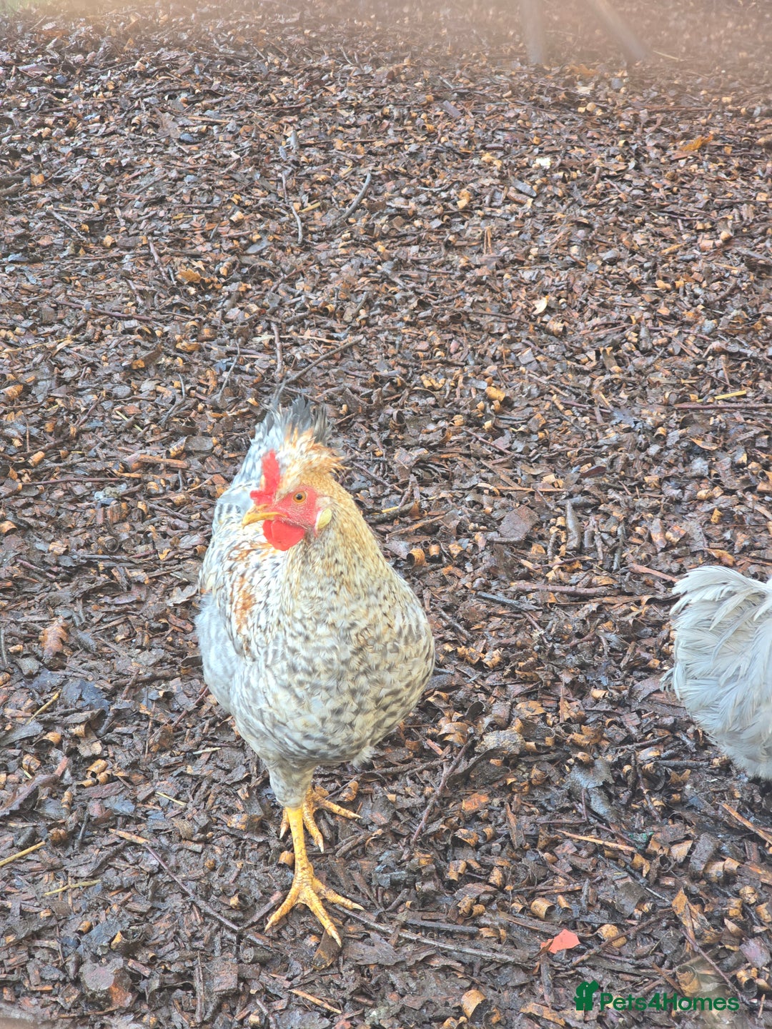 Chickens poultry for sale: Lavender Pekin Bantam Cream Legbar chickens  - Advert 16