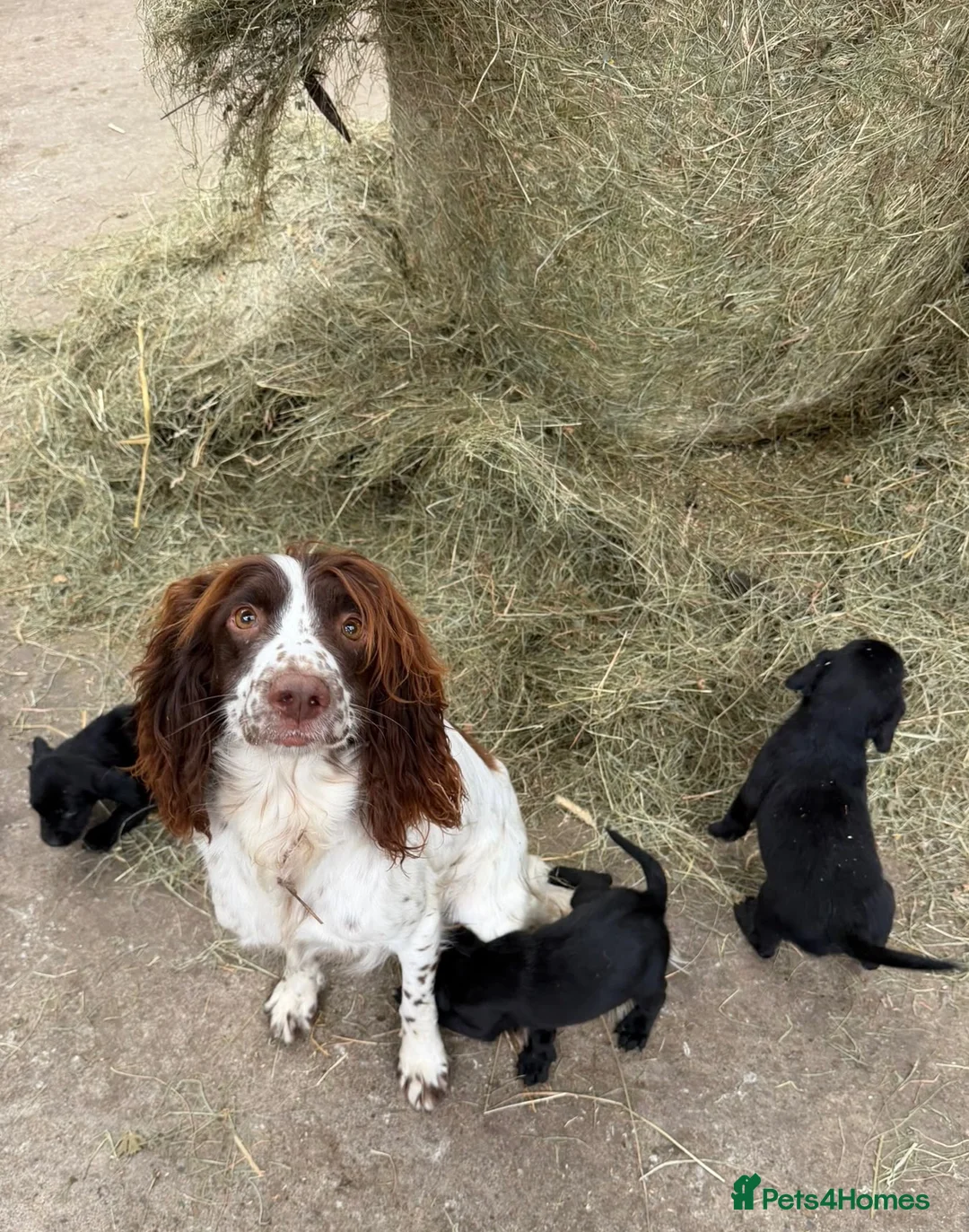 Springador dogs for sale: F1 Springador puppies - Advert 1