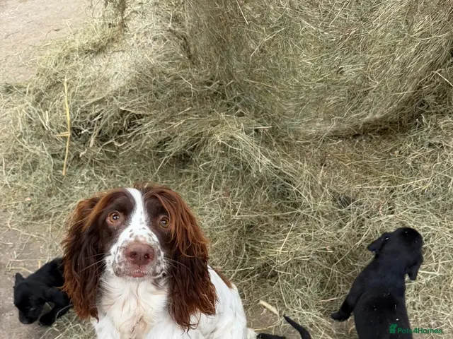Springador dogs for sale: F1 Springador puppies - Advert 1