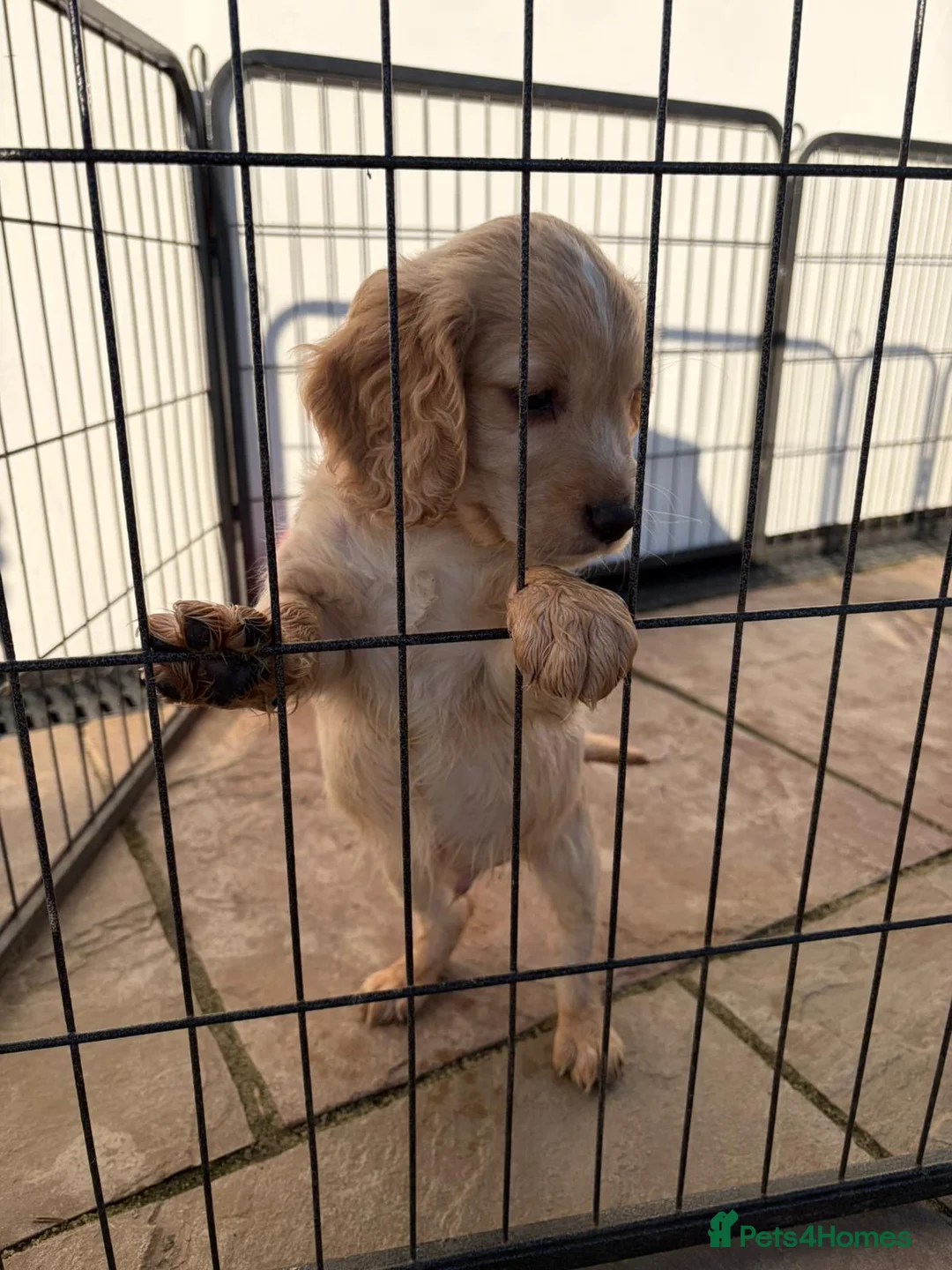 Cocker Spaniel dogs for sale: Cocker spaniels - Advert 8