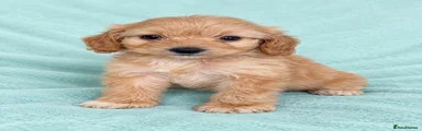 Cockapoo 7