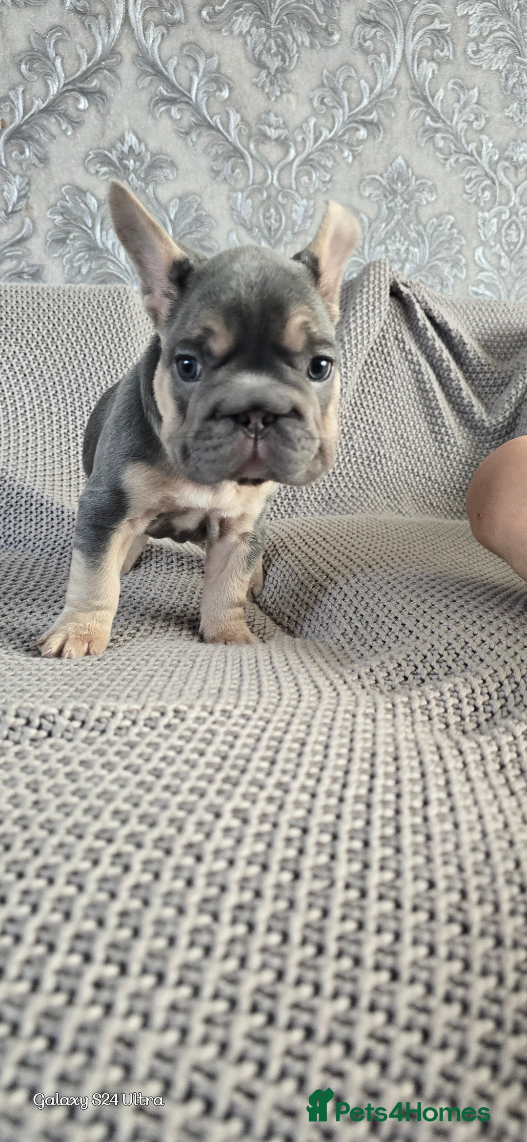 French Bulldog dogs for sale: luxury frenchies - Image 10