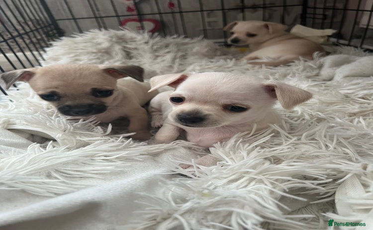 Chihuahua dogs Beautiful short hair chihuahua  - Advert 13