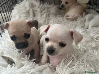 Chihuahua dogs Beautiful short hair chihuahua - Advert 3