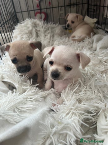 Chihuahua dogs Beautiful short hair chihuahua - Advert 13