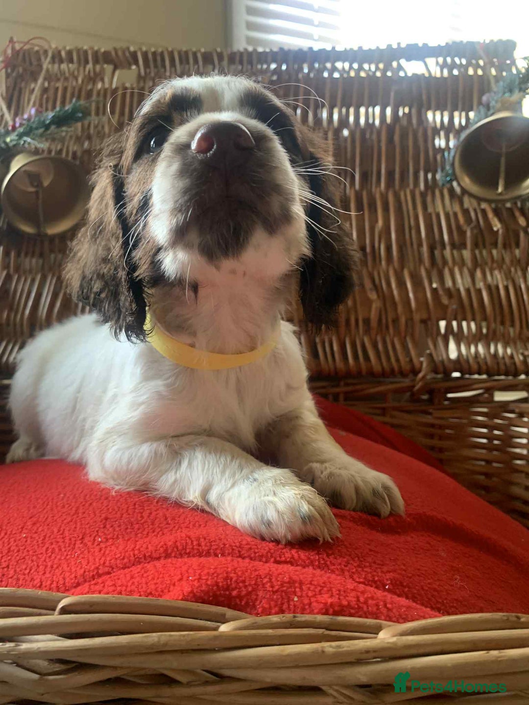 Cocker Spaniel dogs for sale: Beautiful cocker spaniel pups - Advert 11