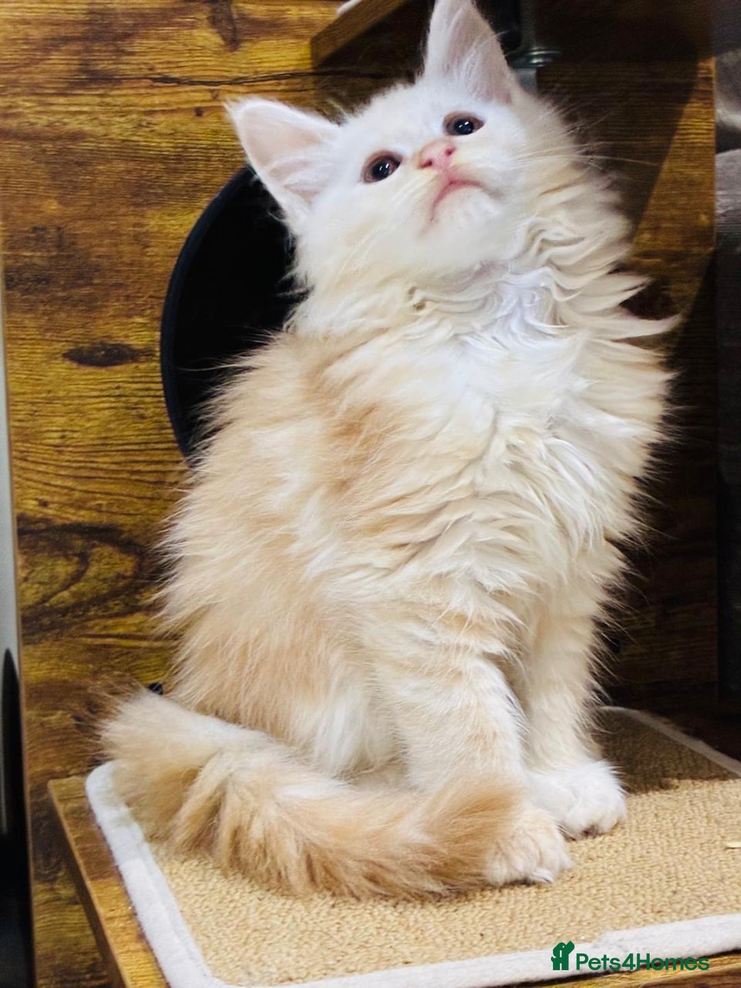 Maine Coon cats for sale: Premium Maine Coon fluffballs😻🐾 - Advert 6