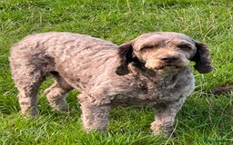 Cockapoo dogs for stud: OUTSTANDING CHOCOLATE F1 COCKAPOO FULLY DNA TESTED in Radstock - Image 10