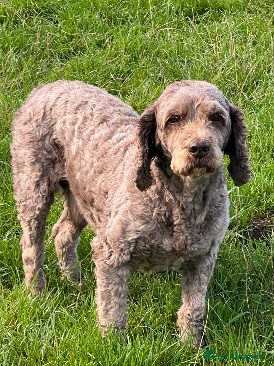 Cockapoo dogs for stud: OUTSTANDING CHOCOLATE F1 COCKAPOO FULLY DNA TESTED in Radstock - Advert 12