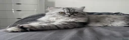 Persian cats for sale: Half Persian kittens  in Hexham - Advert 2