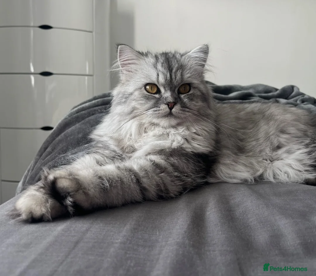 Persian cats for sale: Half Persian kittens  in Hexham - Advert 2