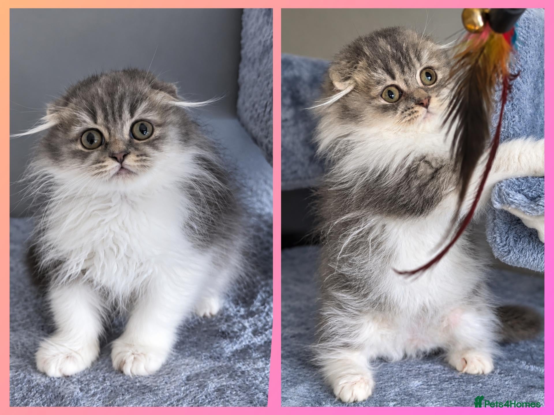 British Shorthair cats SCOTTISH FOLD🩷LAST GIRL🏆TICA reg 🐾  - Advert 1