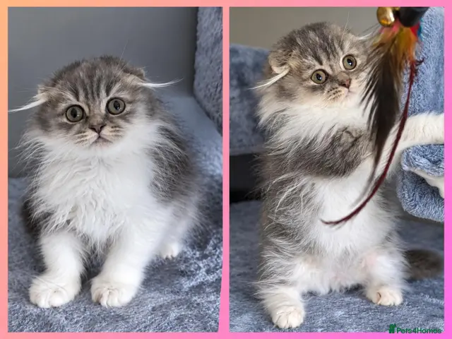 British Shorthair cats SCOTTISH FOLD🩷LAST GIRL🏆TICA reg 🐾 - Advert 16