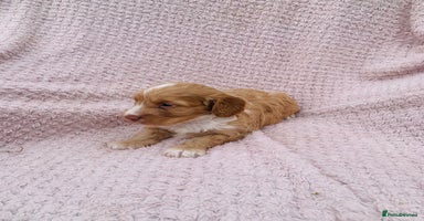 Cockapoo dogs - Advert 4