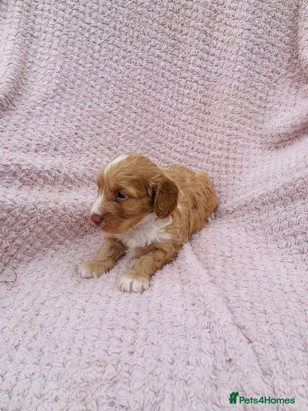 Cockapoo dogs for sale: Miniature cockapoos - Image 8