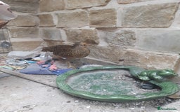 Mixed Breed birds for sale: x2 Male Peacocks and x3 golden pheasants x2 chicks - Image 4