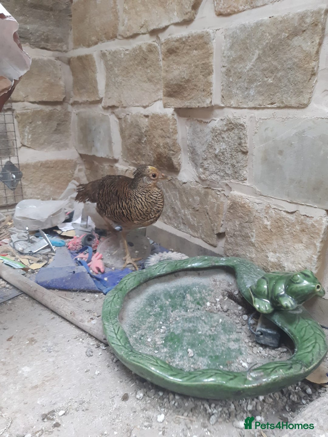 Mixed Breed birds for sale: x2 Male Peacocks and x3 golden pheasants x2 chicks - Image 4