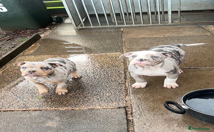 Olde English Bulldogge dogs - Advert 14