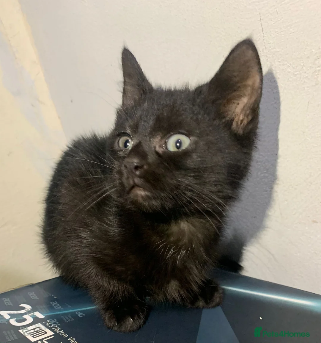 Mixed Breed cats for sale: Urgent: Kittens looking for a forever home - Advert 2