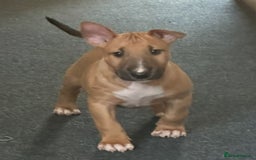 English Bull Terrier dogs for sale: English Bull Terrier Puppy 4 - QUALITY BULL TERRIER PUPPIES ❗️❗️ - Image 12