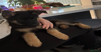 German Shepherd dogs - Advert 6