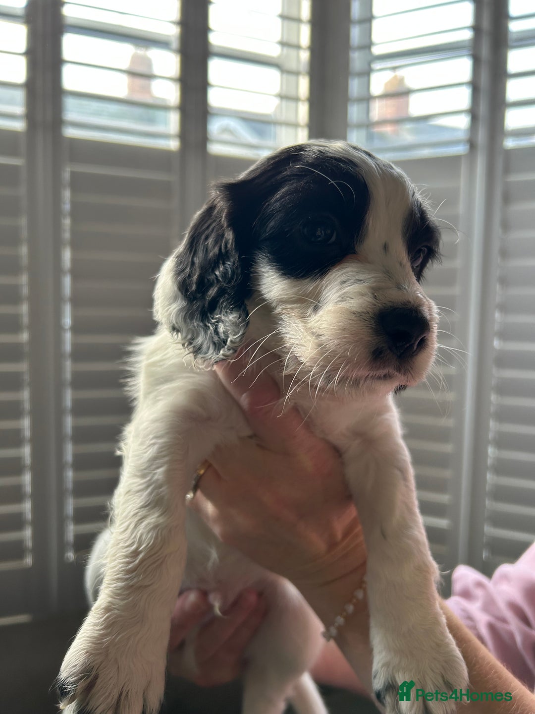 Sprocker dogs for sale: Sprocker puppies - Advert 9