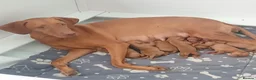 Hungarian Vizsla dogs for sale: Beautiful Hungrian Vizsla Pups for sale - Advert 12