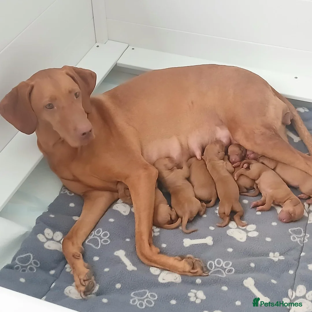 Hungarian Vizsla dogs for sale: Beautiful Hungrian Vizsla Pups for sale - Advert 12
