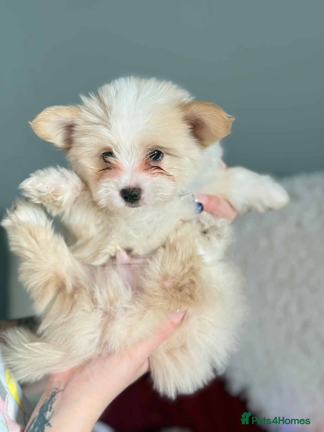 Maltese dogs for sale: Maltese x Pomeranian  - Advert 10