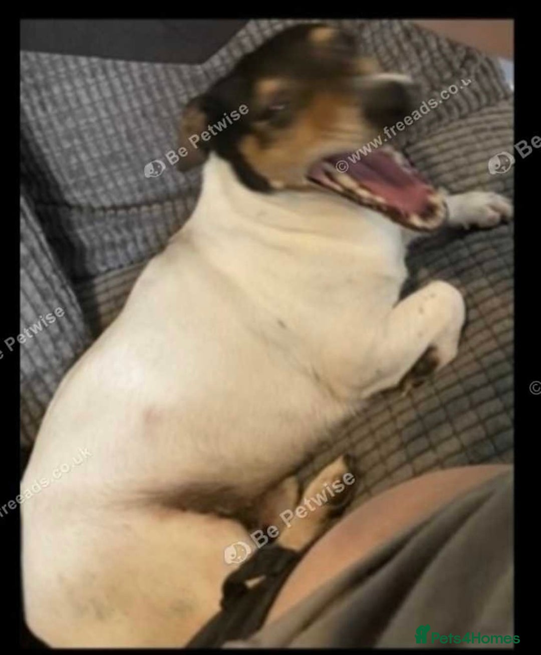 Jack Russell dogs for sale: Jack Russel pups  - Advert 7