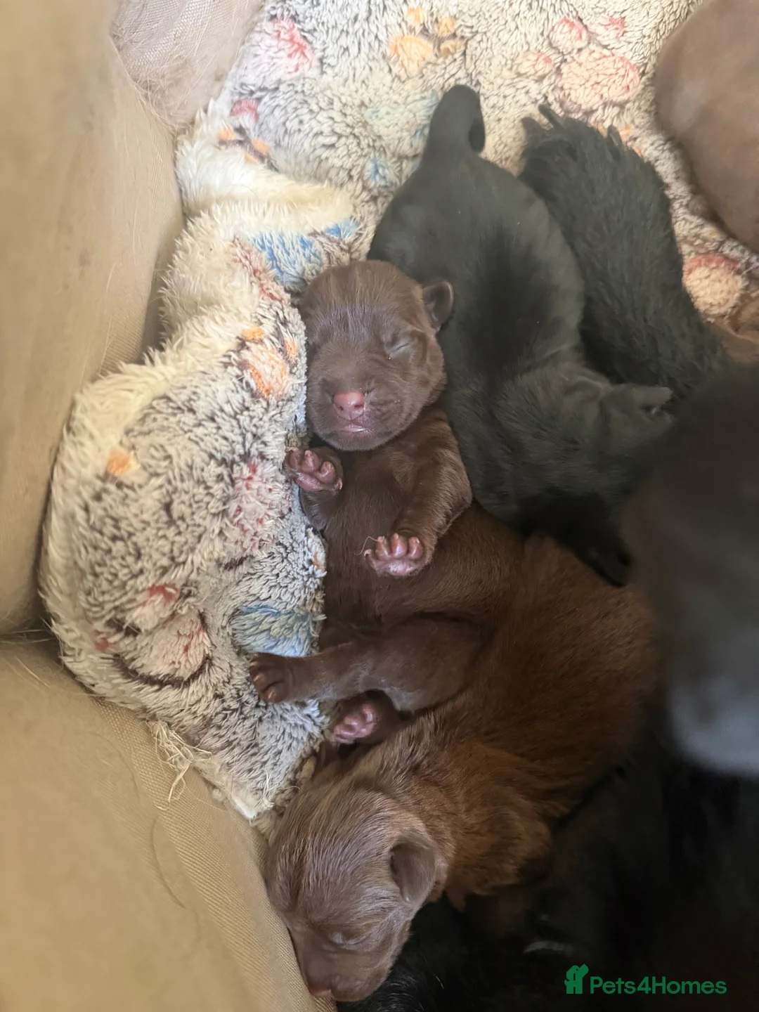 Patterdale Terrier dogs for sale: Chocolate Patterdales ready  **  weekend 🤎🐣  - Advert 2