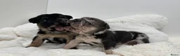 French Bulldog dogs for sale: Outstanding Family Raised frenchies❤️ READY NOW  - Advert 19