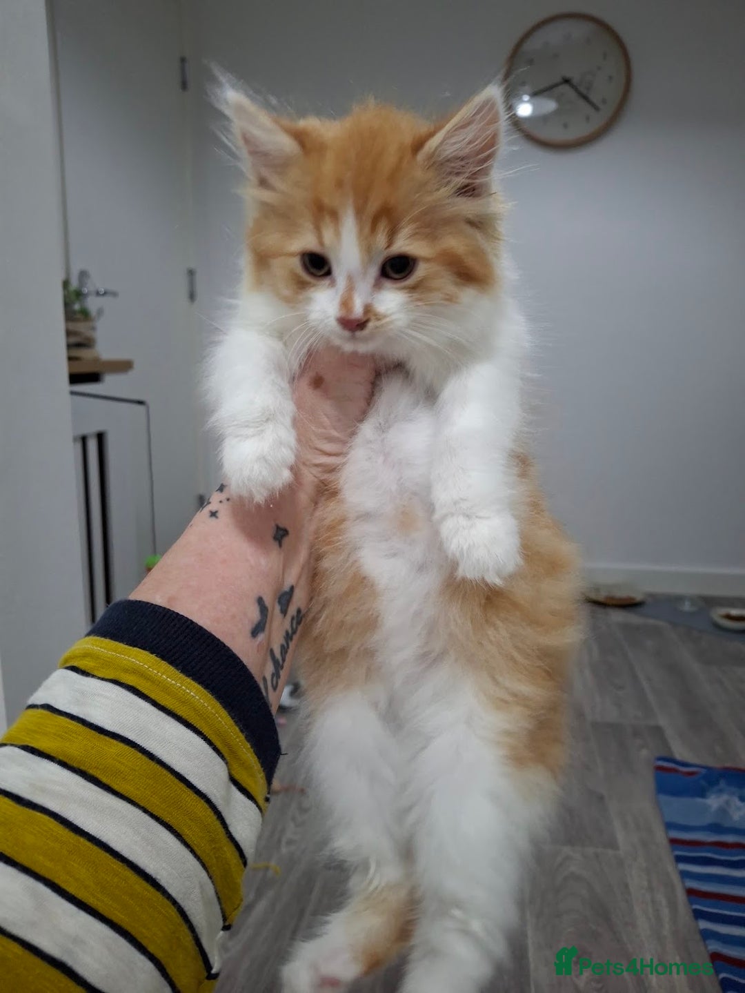 Maine Coon cats for sale: Beautiful Part Maine Coon/Ragdoll Long Haired Male - Advert 25
