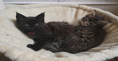 Maine Coon cats - Advert 4