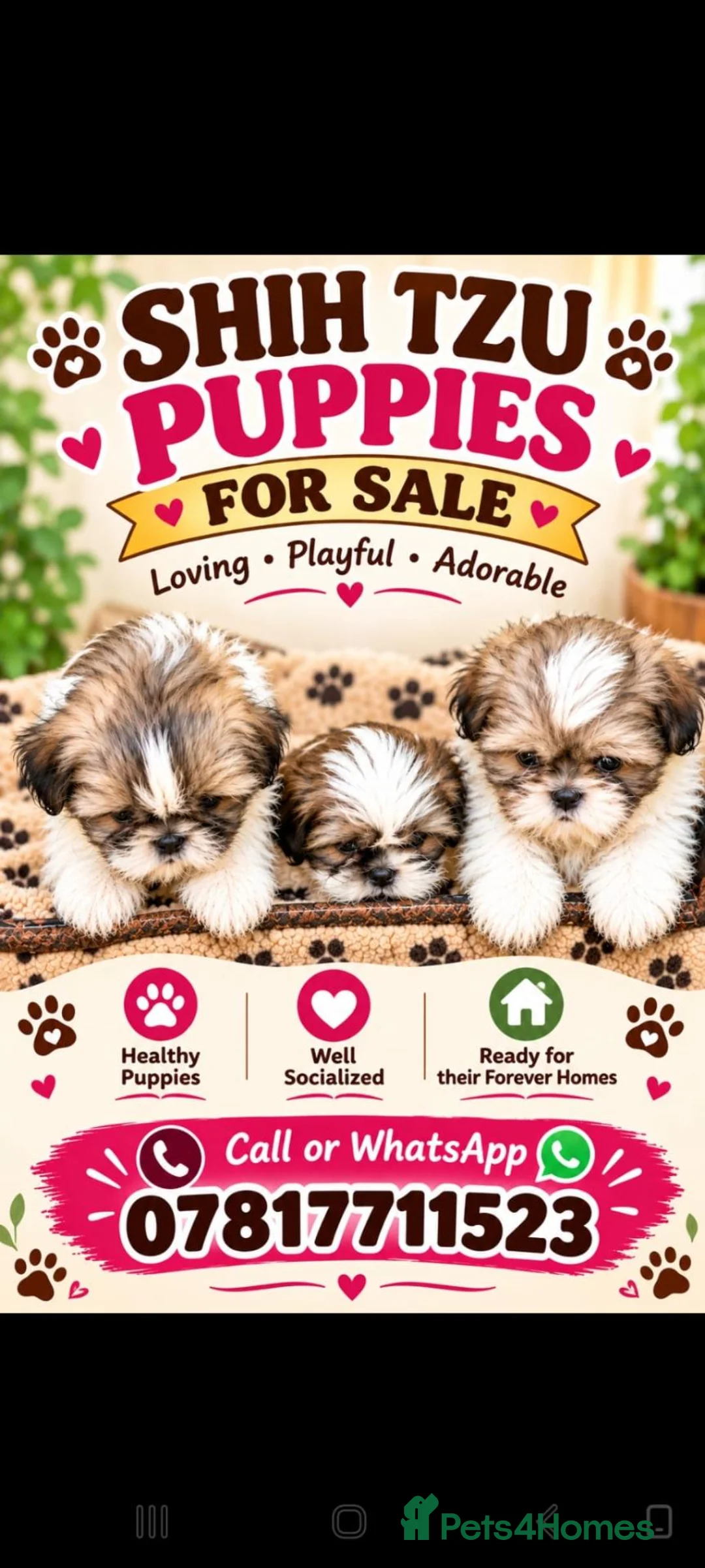 Shih Tzu dogs for sale: Pure-Bred Shih Tsu puppies  - Advert 4