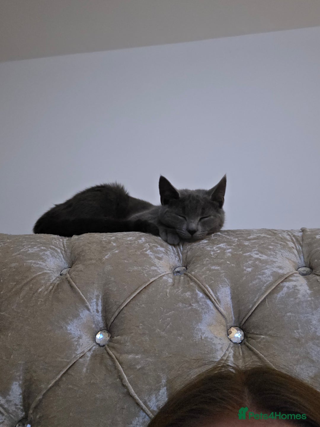 Mixed Breed cats for sale: Daisy and Derek - Advert 2