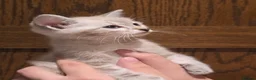 Mixed Breed cats for sale: Gorgeous Ragdoll Cross Kittens  - Advert 13