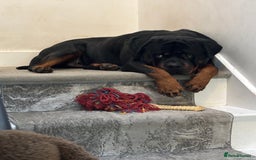 Rottweiler dogs for stud: Rottweiler stud  - Image 6