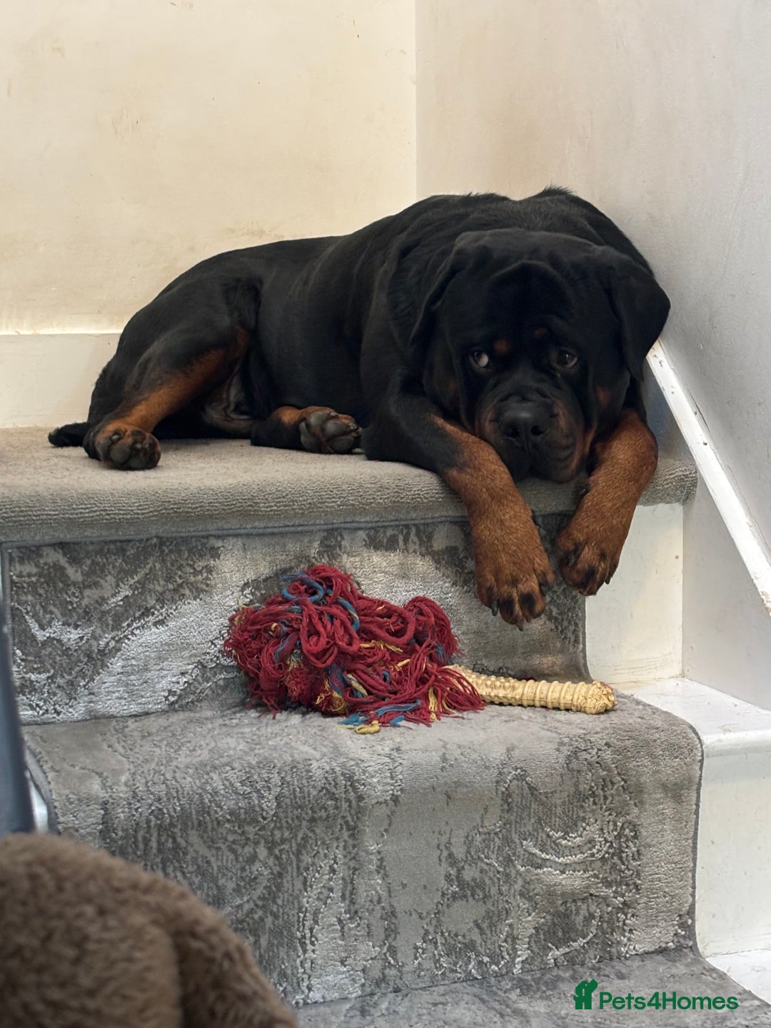 Rottweiler dogs for stud: Rottweiler stud  - Image 6