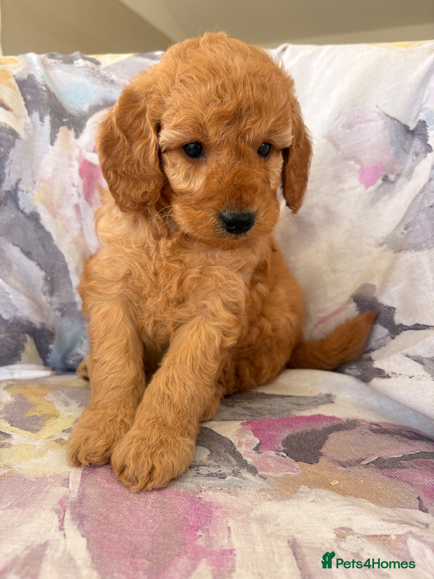 Labradoodle dogs LICENSED BREEDER F2b miniature labradoodles - Advert 2