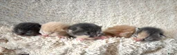 Siberian cats for sale: Beautiful Siberian Kittens-5 Boys-Hypoallergenic - Advert 1