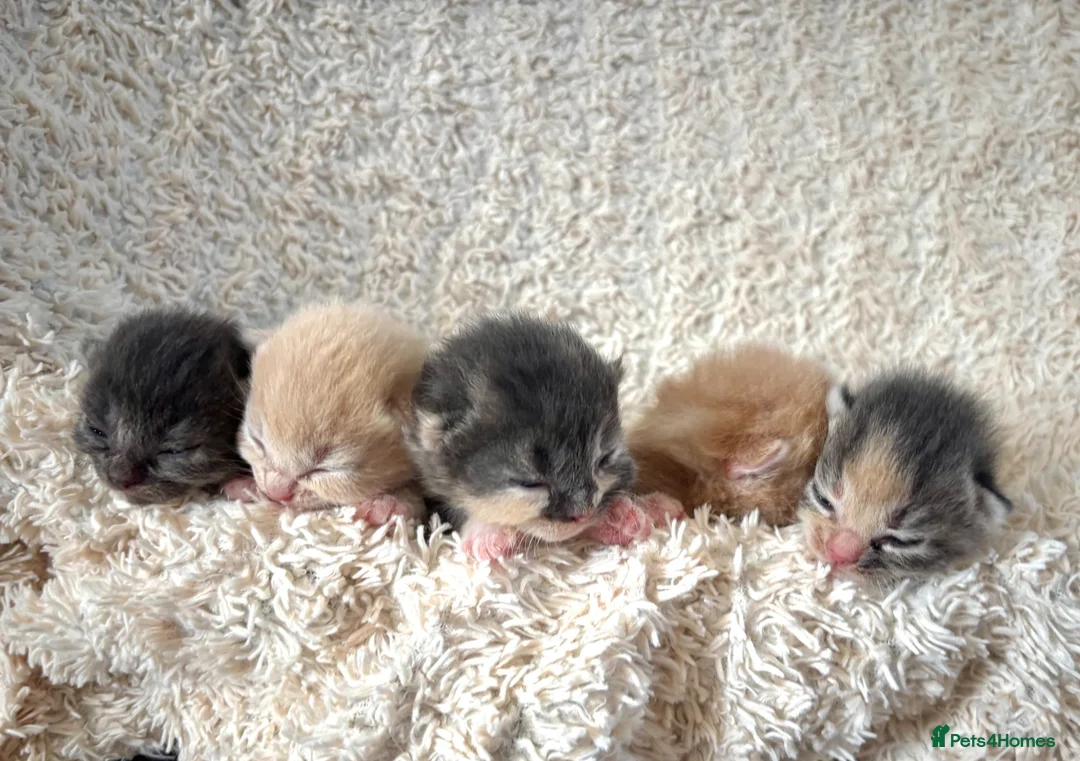 Siberian cats for sale: Beautiful Siberian Kittens-5 Boys-Hypoallergenic - Advert 1