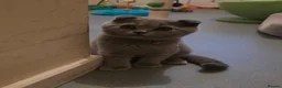 Scottish Fold cats for sale: 7 Scottish fold 😍beautiful  healthy kittens - Advert 12