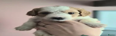 Cockapoo 5