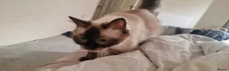 Ragdoll cats for sale: 3 beautiful ragdoll kittens left out of 7 - Advert 4