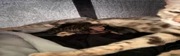 Bengal cats for sale: Bengal kittens for sale  in London - Advert 15