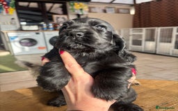 Cocker Spaniel dogs for sale: Show quality pups available  - Image 2