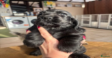 Cocker Spaniel dogs Show quality pups available  - Advert 3