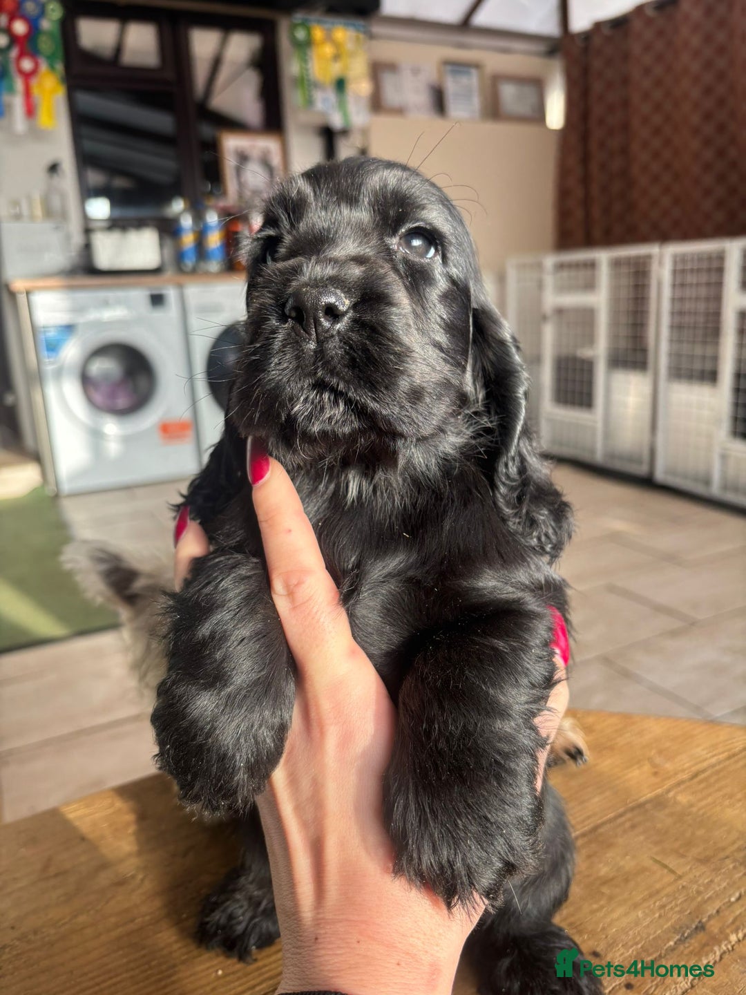 Cocker Spaniel dogs for sale: Show quality pups available  - Image 2