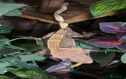 Gecko reptiles for sale: Harlequin Tricolour Crested Gecko + Large Tank - Advert 3